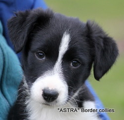 Black and white MALE border collie puppy